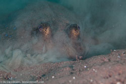 Rays and Sharks